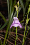 Thickleaf waterwillow